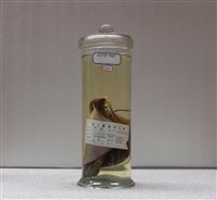 藏品(燕魟)的圖片